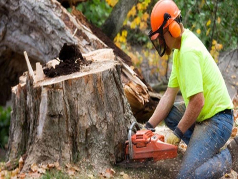 Tree and Stump Removal