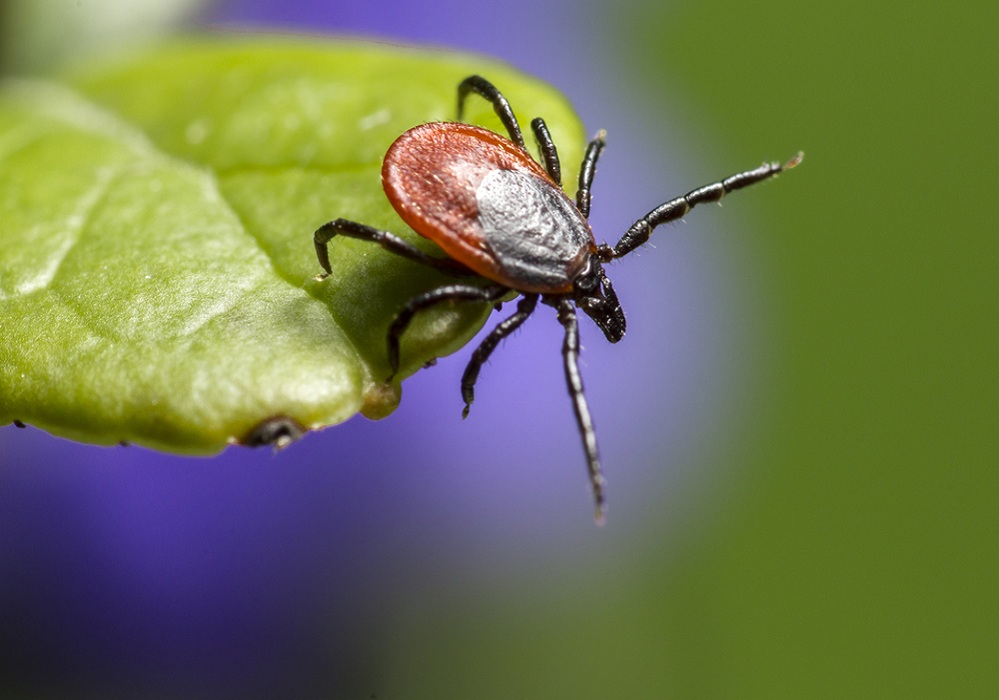 flea control services phoenix az